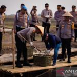 Polda Metro Jaya menggelar panen raya komoditas perikanan sebanyak 10 ton di kawasan Muara Gembong, Kabupaten Bekasi, Senin (28/9/2026). Sumber foto: Antara