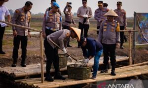 Polda Metro Jaya menggelar panen raya komoditas perikanan sebanyak 10 ton di kawasan Muara Gembong, Kabupaten Bekasi, Senin (28/9/2026). Sumber foto: Antara