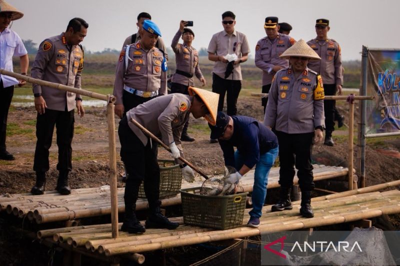 Polda Metro Jaya menggelar panen raya komoditas perikanan sebanyak 10 ton di kawasan Muara Gembong, Kabupaten Bekasi, Senin (28/9/2026). Sumber foto: Antara Polda Metro Jaya menggelar panen raya komoditas perikanan sebanyak 10 ton di kawasan Muara Gembong, Kabupaten Bekasi, Senin (28/9/2026). Sumber foto: Antara