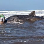 Penampakan hiu paus yang terdampar di Pantai Pengeragoan, Kecamatan Perkutatan, Kabupaten Jembrana, Bali. Sumber foto: Antara