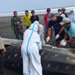 Petugas gabungan memeriksa bangkai hiu paus yang terdampar di Jembrana, Bali, Sabtu (12/9/2026). Sumber foto: Antara