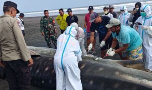 Petugas gabungan memeriksa bangkai hiu paus yang terdampar di Jembrana, Bali, Sabtu (12/9/2026). Sumber foto: Antara Petugas gabungan memeriksa bangkai hiu paus yang terdampar di Jembrana, Bali, Sabtu (12/9/2026). Sumber foto: Antara