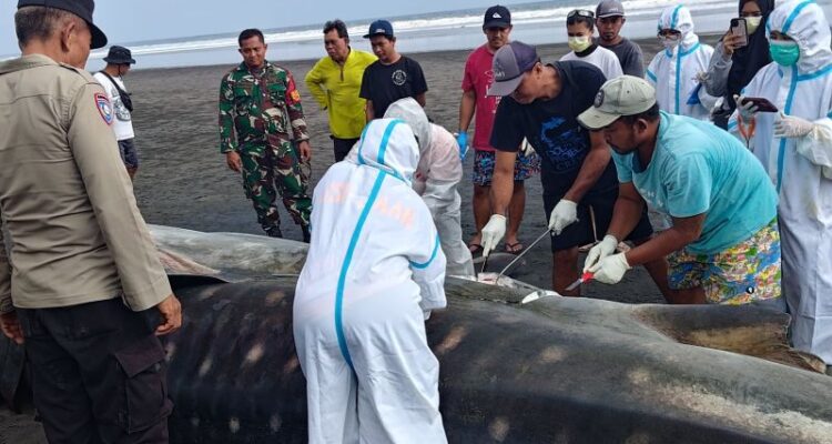 Petugas gabungan memeriksa bangkai hiu paus yang terdampar di Jembrana, Bali, Sabtu (12/9/2026). Sumber foto: Antara