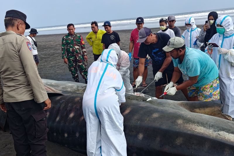 Petugas gabungan memeriksa bangkai hiu paus yang terdampar di Jembrana, Bali, Sabtu (12/9/2026). Sumber foto: Antara Petugas gabungan memeriksa bangkai hiu paus yang terdampar di Jembrana, Bali, Sabtu (12/9/2026). Sumber foto: Antara