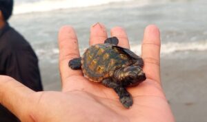 Pelepasan tukik hasil penetasan Rumah Konservasi Alun Utara ke laut Bengkulu, di Bengkulu, Selasa. Sumber foto: Antara
