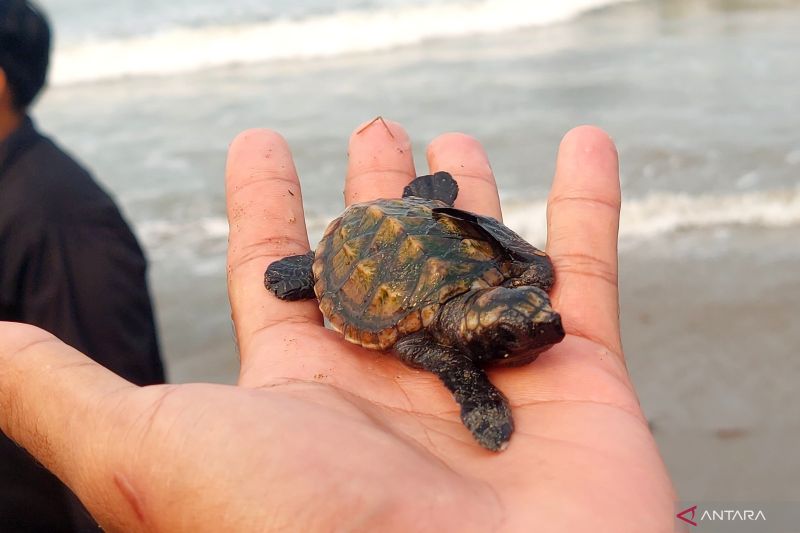 Pelepasan tukik hasil penetasan Rumah Konservasi Alun Utara ke laut Bengkulu, di Bengkulu, Selasa. Sumber foto: Antara Pelepasan tukik hasil penetasan Rumah Konservasi Alun Utara ke laut Bengkulu, di Bengkulu, Selasa. Sumber foto: Antara