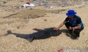 Petugas kepolisian saat memeriksa kondisi anak hiu paus berukuran dua meter yang ditemukan mati di pesisir pantai Kendari, Sulawesi Tenggara, Minggu (20/9/2026). Sumber foto: Antara