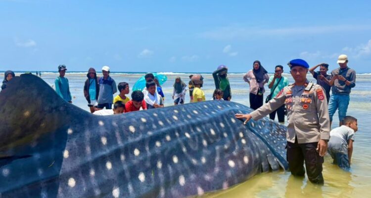 Hiu Paus yang ditemukan terdampar di Wakatobi, Sulawesi Tenggara. Sumber foto: Antara