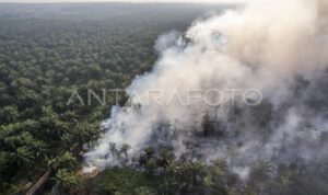 Ilustrasi: Asap membubung di lahan gambut yang terbakar di Sungai Gelam, Muaro Jambi, Jambi, Kamis (3/9/2026). Kebakaran hutan dan lahan (karhutla) yang telah berlangsung selama 20 hari lebih di wilayah itu terus meluas hingga mencapai hampir 100 hektare, sementara upaya pemadaman dari tim gabungan masih terus dilakukan meski dengan keterbatasan sumber air. Sumber foto: Antara Ilustrasi: Asap membubung di lahan gambut yang terbakar di Sungai Gelam, Muaro Jambi, Jambi, Kamis (3/9/2026). Kebakaran hutan dan lahan (karhutla) yang telah berlangsung selama 20 hari lebih di wilayah itu terus meluas hingga mencapai hampir 100 hektare, sementara upaya pemadaman dari tim gabungan masih terus dilakukan meski dengan keterbatasan sumber air. Sumber foto: Antara