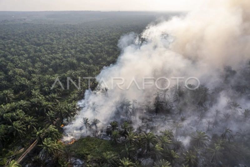 Ilustrasi: Asap membubung di lahan gambut yang terbakar di Sungai Gelam, Muaro Jambi, Jambi, Kamis (3/9/2026). Kebakaran hutan dan lahan (karhutla) yang telah berlangsung selama 20 hari lebih di wilayah itu terus meluas hingga mencapai hampir 100 hektare, sementara upaya pemadaman dari tim gabungan masih terus dilakukan meski dengan keterbatasan sumber air. Sumber foto: Antara Ilustrasi: Asap membubung di lahan gambut yang terbakar di Sungai Gelam, Muaro Jambi, Jambi, Kamis (3/9/2026). Kebakaran hutan dan lahan (karhutla) yang telah berlangsung selama 20 hari lebih di wilayah itu terus meluas hingga mencapai hampir 100 hektare, sementara upaya pemadaman dari tim gabungan masih terus dilakukan meski dengan keterbatasan sumber air. Sumber foto: Antara