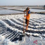 Petambak garam saat memanen hasil produksi di tambak garam di Kecamatan Brondong, Kabupaten Lamongan, Jawa Timur, Jumat (4/9/2026). Sumber foto: Antara