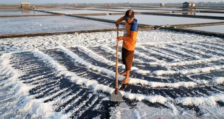 Petambak garam saat memanen hasil produksi di tambak garam di Kecamatan Brondong, Kabupaten Lamongan, Jawa Timur, Jumat (4/9/2026). Sumber foto: Antara