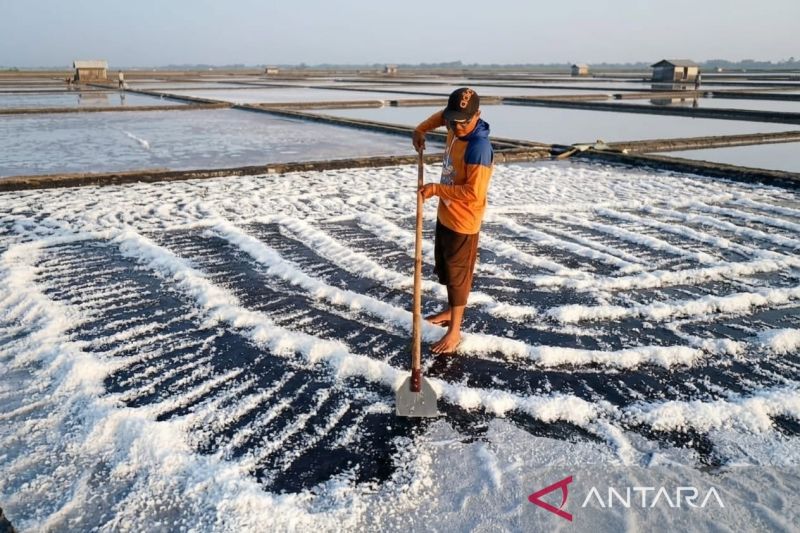 Petambak garam saat memanen hasil produksi di tambak garam di Kecamatan Brondong, Kabupaten Lamongan, Jawa Timur, Jumat (4/9/2026). Sumber foto: Antara Petambak garam saat memanen hasil produksi di tambak garam di Kecamatan Brondong, Kabupaten Lamongan, Jawa Timur, Jumat (4/9/2026). Sumber foto: Antara