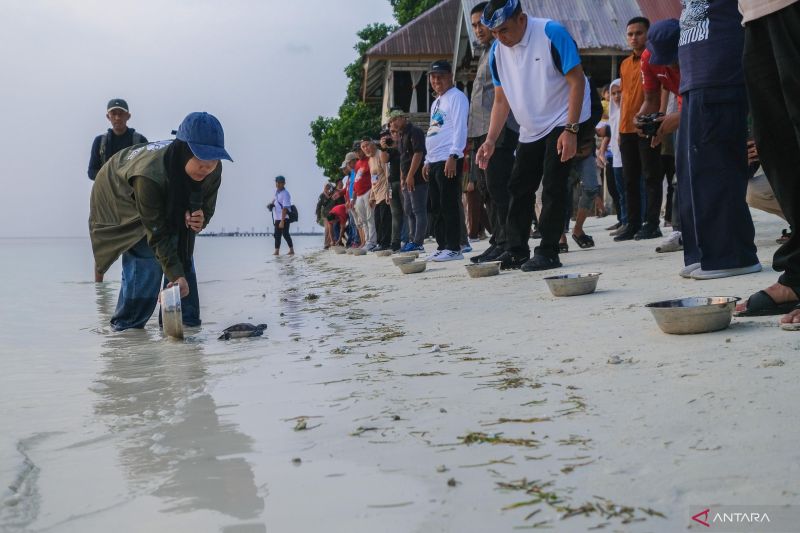 Pelepasliaran tukik di Perairan Wakatobi, Sulawesi Tenggara. Sumber foto: Antara