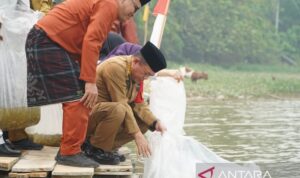 Gubernur Jambi Al Haris (duduk) saat melepas ribuan benih ikan jenis nilem di Danau Sibuk Kabupaten Bungo, Senin (19/10/2026). Sumber foto: Antara Gubernur Jambi Al Haris (duduk) saat melepas ribuan benih ikan jenis nilem di Danau Sibuk Kabupaten Bungo, Senin (19/10/2026). Sumber foto: Antara