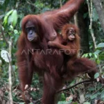 Illustration of a Sumatran Orangutan. Photo Source: Antara News Agency
