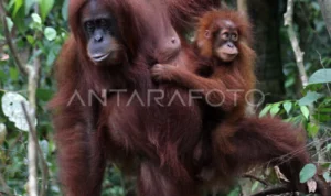 Illustration of a Sumatran Orangutan. Photo Source: Antara News Agency