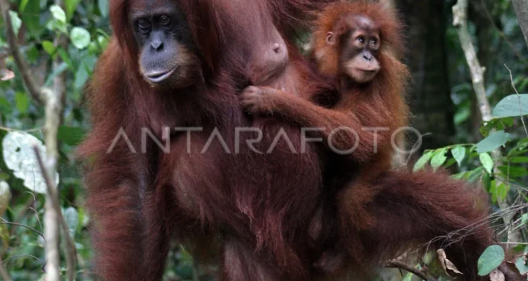Illustration of a Sumatran Orangutan. Photo Source: Antara News Agency