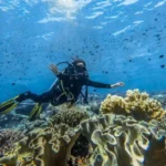 Ilustrasi - Seorang penyelam menikmati keanekaragaman biota laut Indonesia. Sumber foto: Antara