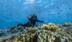 Ilustrasi - Seorang penyelam menikmati keanekaragaman biota laut Indonesia. Sumber foto: Antara