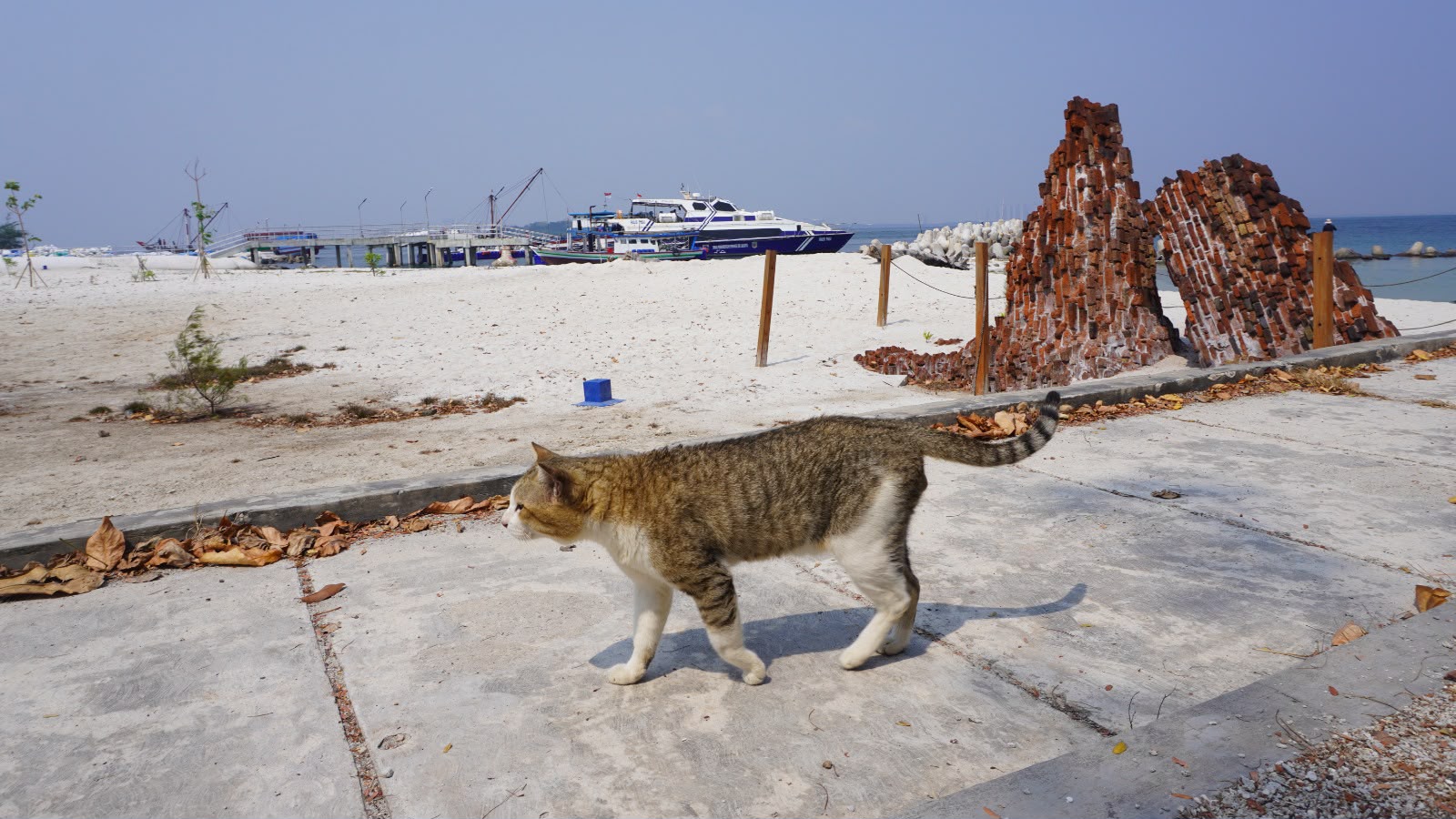 Seekor kucing di pelabaran benteng. Foto: indomaritim.com/Haresti
