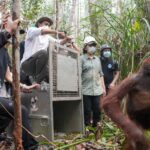 Forestry Minister Raja Juli Antoni sets free orangutans rescued from a palm oil plantation in Ketapang, West Kalimantan, on Saturday (Oct. 24, 2026). Photo source: Antara News Agency
