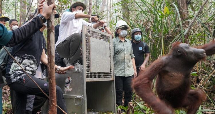 Forestry Minister Raja Juli Antoni sets free orangutans rescued from a palm oil plantation in Ketapang, West Kalimantan, on Saturday (Oct. 24, 2026). Photo source: Antara News Agency